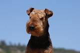 AIREDALE TERRIER 289
